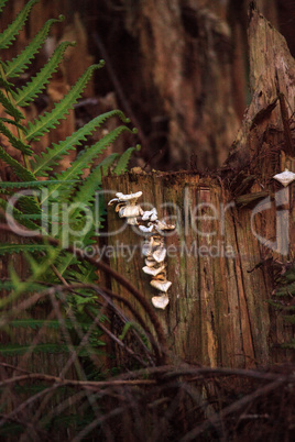 Oyster mushrooms Pleurotus pulmonarius grow up the side of a tre