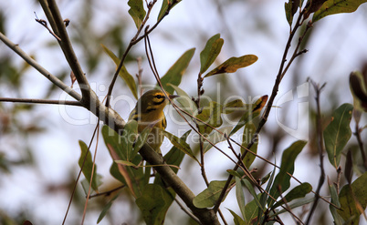 Yellow Prairie warbler Setophaga discolor in a tree