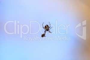 Spotted Orb-weaver spider Neoscona domiciliorum weaves its web