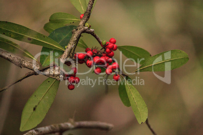 Dahoon Holly berries on a tree that is also called Christmas Ber