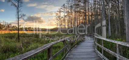 Sunset golden sky over the bare trees and boardwalk
