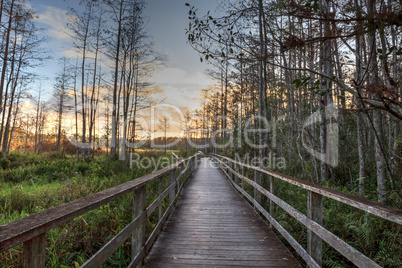 Sunset golden sky over the bare trees and boardwalk