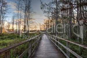 Sunset golden sky over the bare trees and boardwalk