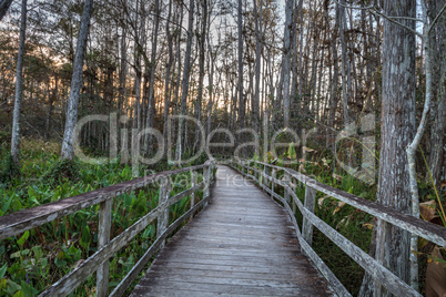 Sunset golden sky over the bare trees and boardwalk