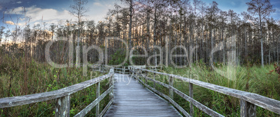 Sunset golden sky over the bare trees and boardwalk