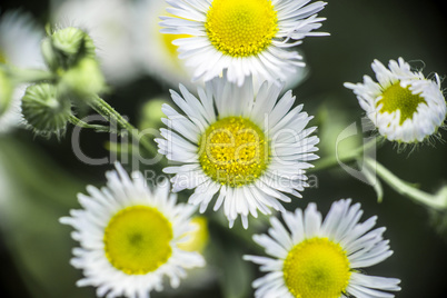 Daisies on green grass background