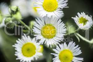 Daisies on green grass background