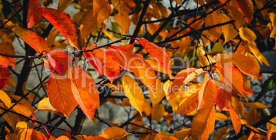 Colorful autumn leaves