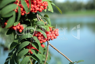 ashberry with leafs
