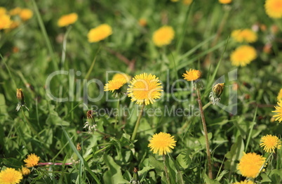 dandelion at spring day dandelion at spring day