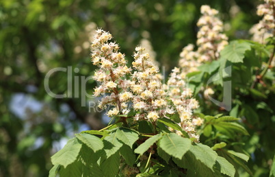 chestnut at spring day