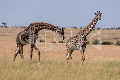 Male Masai giraffe bends to sniff female