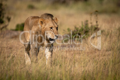 Male lion walks through grass in sunshine