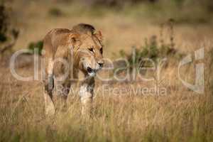 Male lion walks through grass in sunshine