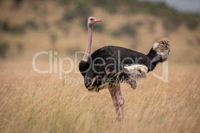 Male ostrich in long grass facing right