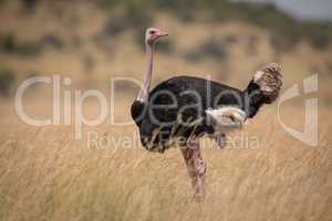 Male ostrich in long grass facing right