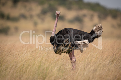 Male ostrich in long grass facing camera