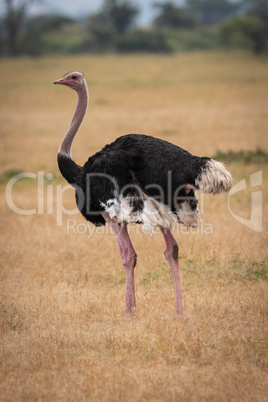 Male ostrich stands eyeing camera on savannah