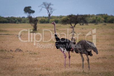 Male ostrich stands with female on savannah