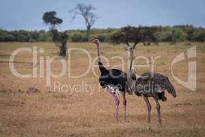 Male ostrich stands with female on savannah