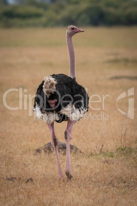 Male ostrich walks away over grassy plain