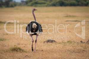 Male ostrich walks away on grassy plain