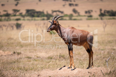 Male topi standing in savannah on mound
