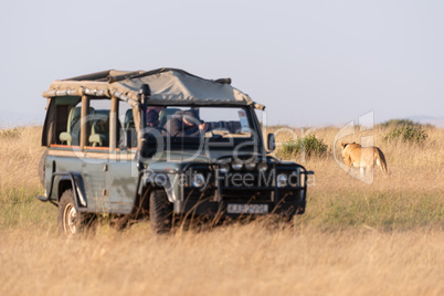 Man in truck photographs lioness on savannah
