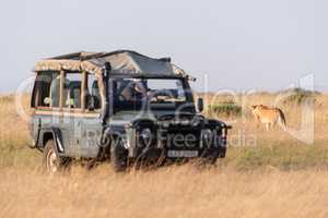 Man in truck photographs lioness on savannah