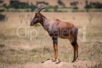 Male topi standing on mound in savannah