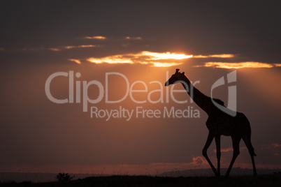 Masai giraffe at sundown walks along horizon