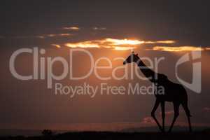Masai giraffe at sundown walks along horizon