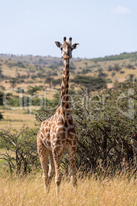 Masai giraffe among whistling thorns facing camera