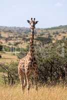 Masai giraffe among whistling thorns facing camera