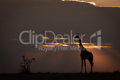 Masai giraffe at sunset standing on horizon