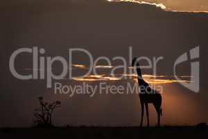 Masai giraffe at sunset standing on horizon