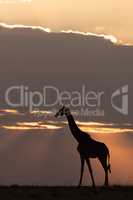 Masai giraffe at sunset stands on horizon