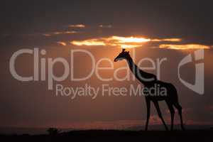 Masai giraffe at sunset walking along horizon