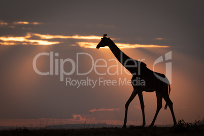 Masai giraffe at sunset walks on horizon