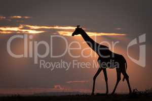 Masai giraffe at sunset walks on horizon