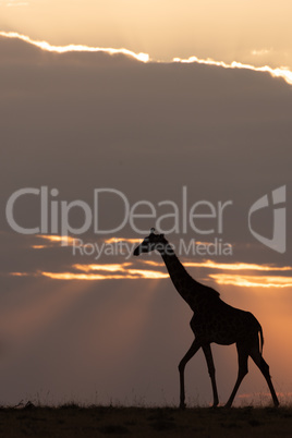 Masai giraffe at sunset walks along horizon