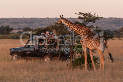 Masai giraffe browsing tree by safari truck