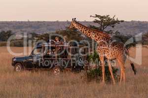 Masai giraffe browsing tree by safari truck