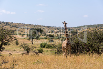 Masai giraffe facing camera among whistling thorns