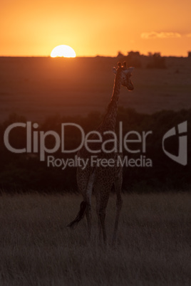 Masai giraffe in grass walking towards sunset