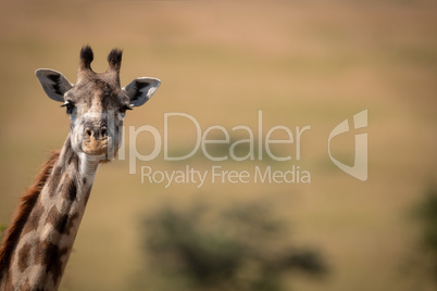 Masai giraffe poking long neck into frame