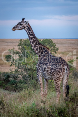 Masai giraffe standing in grass by tree