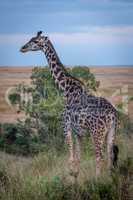 Masai giraffe standing in grass by tree