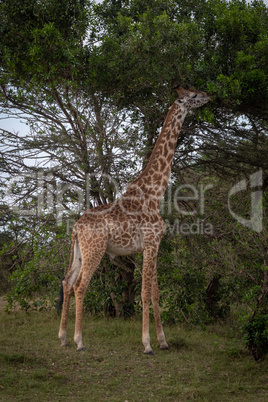 Masai giraffe stands browsing leaves of tree