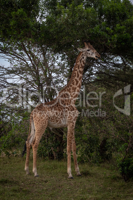 Masai giraffe stands by tree eyeing camera
